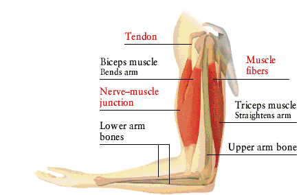 muscle_skeleton_model.gif (16475 bytes)