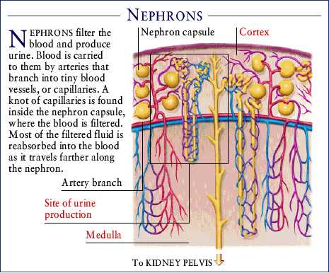 nephrons.jpg (38409 bytes)
